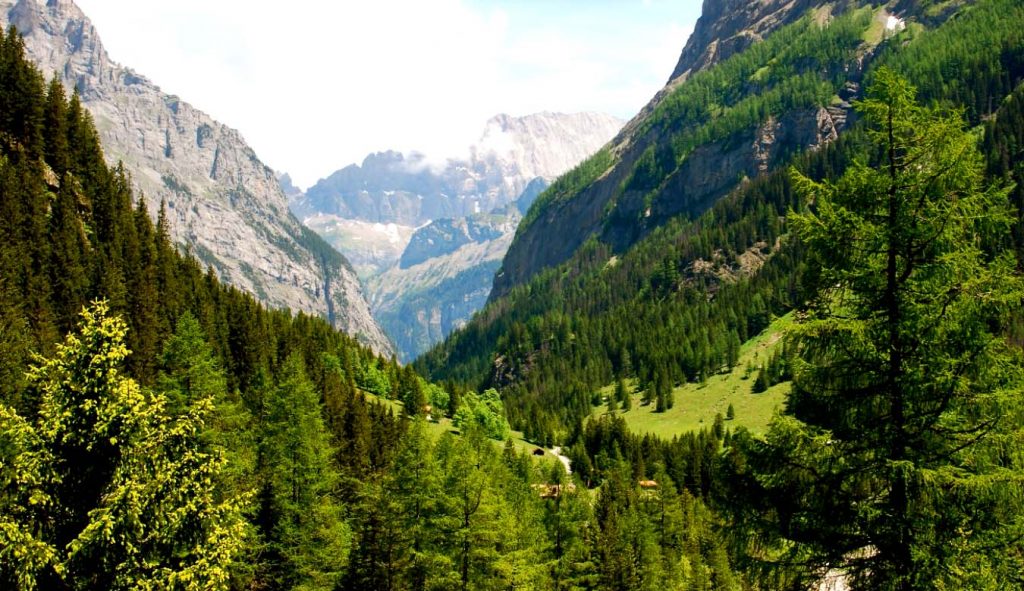 Горные леса Швейцарии