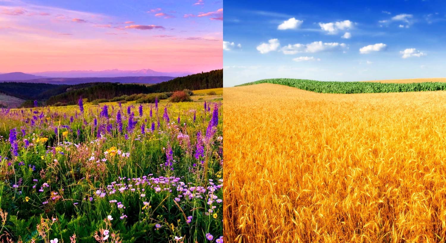Луг и поле разница. Разница между полем и лугом. Луг и равнина разница. Отличие Луга от поля. Чем поле отличается от луга кратко