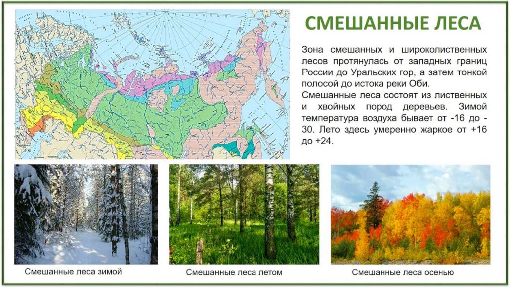 Смешанные леса России