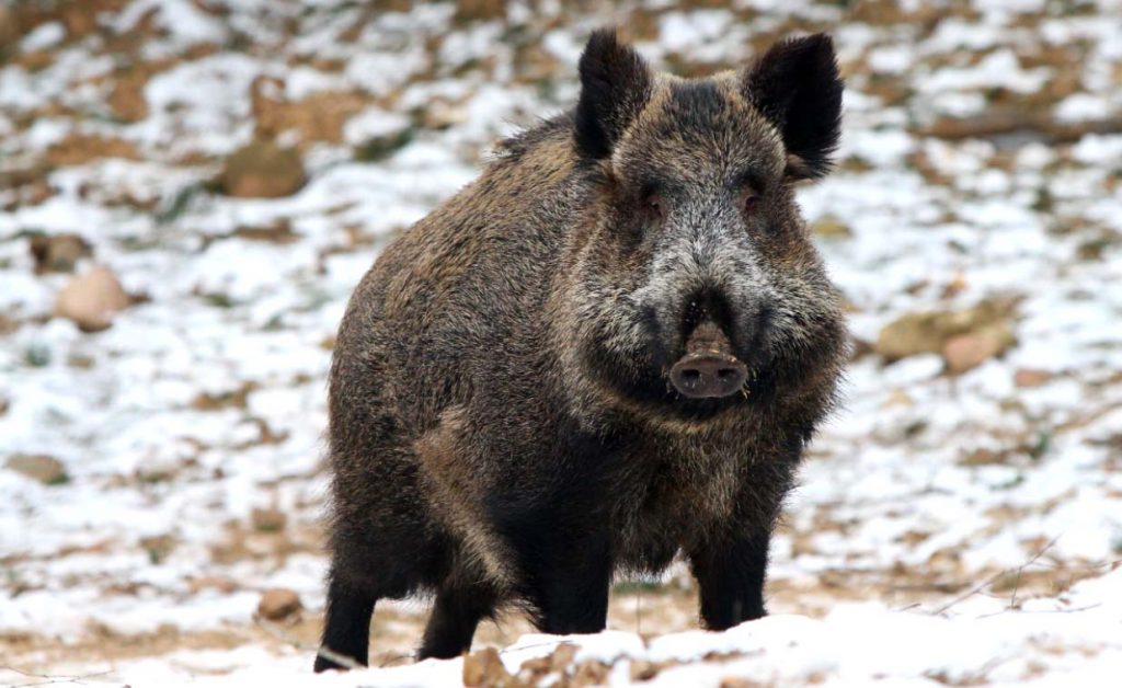 Кабан - одно из самых опасных животных России в лесу