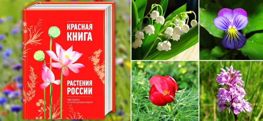 Растения Красной книги России – список, виды, описание, где растут, особенности, фото и видео