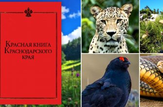Красная книга Краснодарского края – список, описание животных, растений, грибов с фото и видео