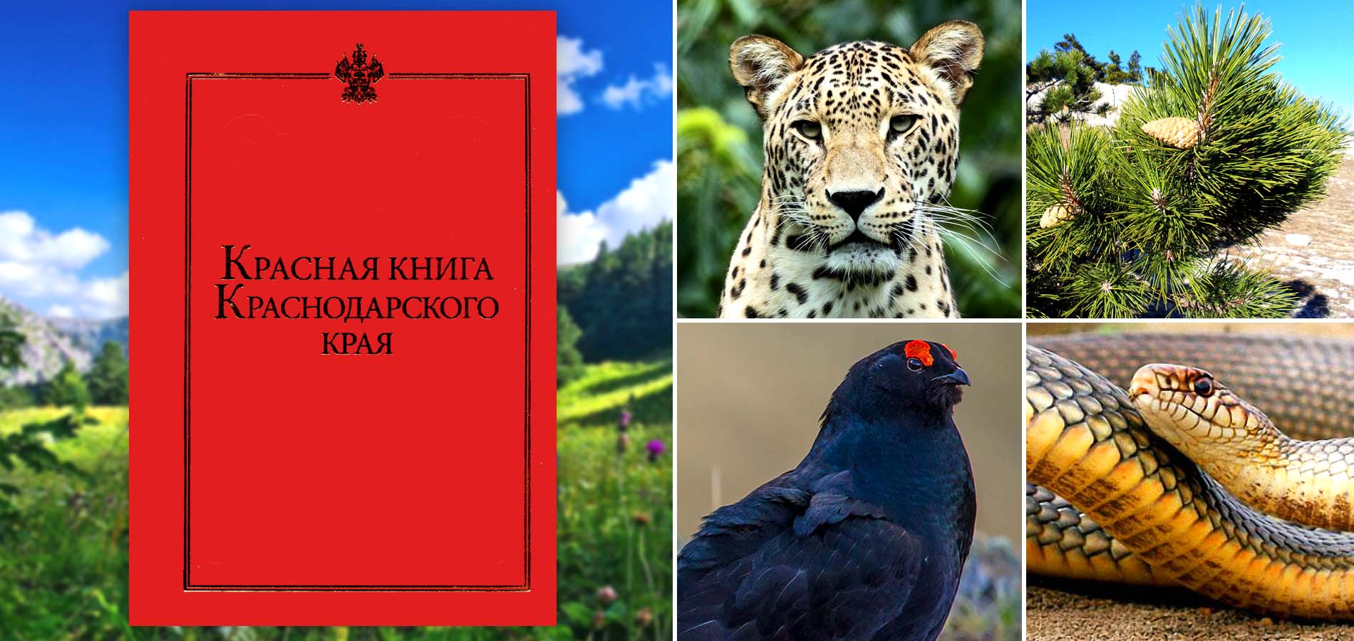 Книга краснодарского края растения и животные