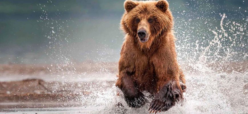 Самые большие виды медведей – список, размер, фото и видео