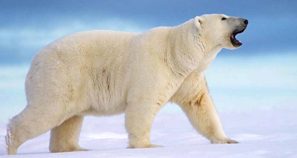 Белый медведь - самое опасное животное в России