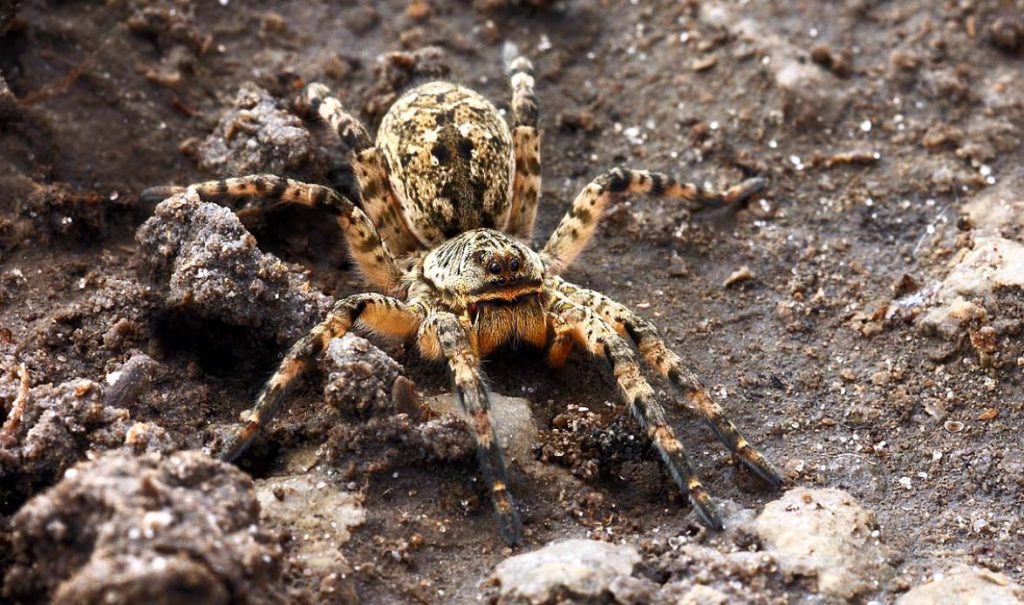 Несмотря на то, что южнорусский тарантул считается опасным животным, его иногда содержат в качестве домашнего любимца