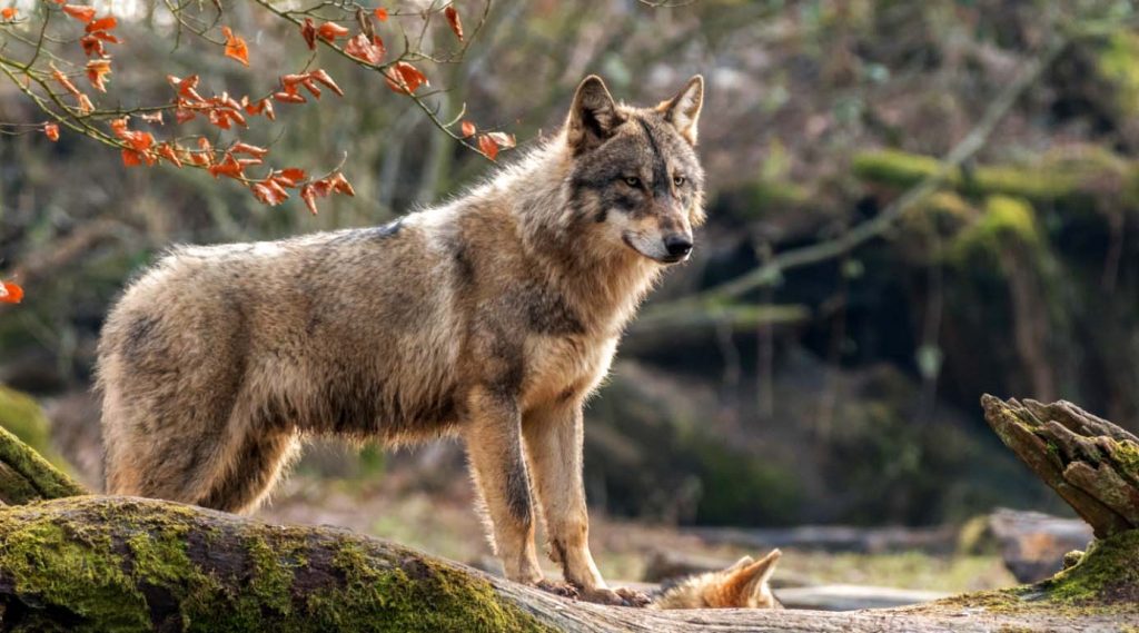 Волк серый