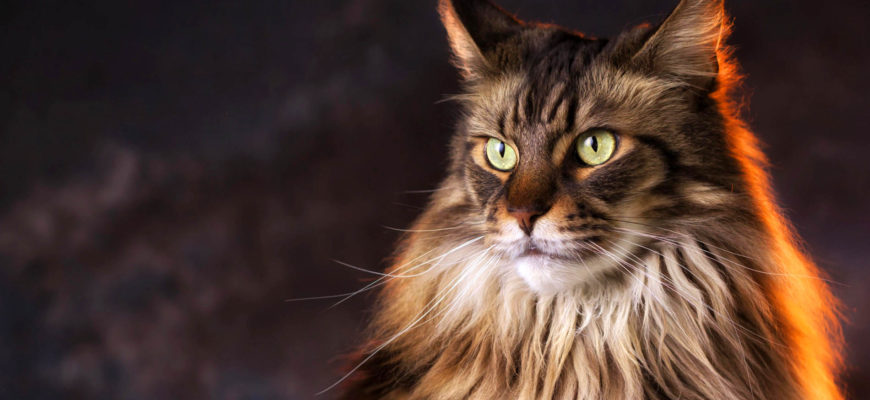 Самые популярные породы кошек в мире – список, характер, описание, фото и видео
