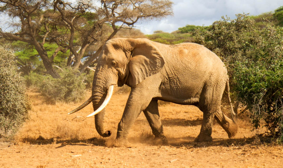 Самое крупное животное африки. Животные Африки. Крупные животные Африки. Саванный слон. Африка животное на суше.
