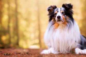 Самые умные породы собак – список, описание, характер, размеры, продолжительность жизни, фото и видео