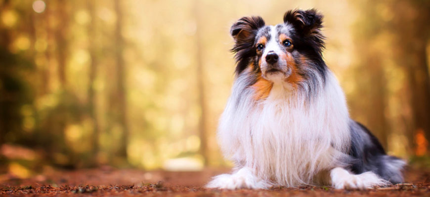 Самые умные породы собак – список, описание, характер, размеры, продолжительность жизни, фото и видео