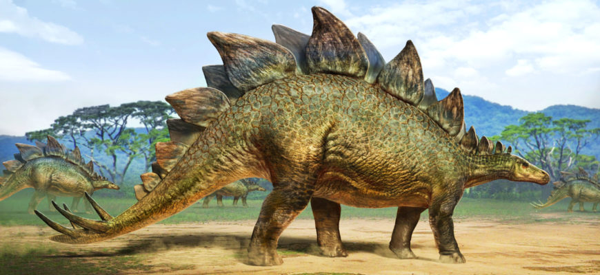 Стегозавр – описание, внешний вид, размеры, образ жизни, что ел, где жил, фото и видео